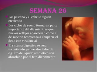 Semana 26
Las pestaña y el cabello siguen
creciendo
Los ciclos de sueno formaran parte
importante del día mientras que
nuevos reflejos aparecerán como el
de succión (comienza a chuparse el
dedo con virulencia)
El sistema digestivo se vera
incentivado ya que alrededor de
o,5litro de liquido amniótico son
absorbido por el feto diariamente
 