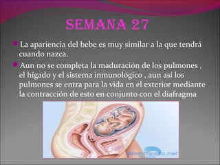 Semana 27
La apariencia del bebe es muy similar a la que tendrá
cuando nazca.
Aun no se completa la maduración de los pulmones ,
el hígado y el sistema inmunológico , aun así los
pulmones se entra para la vida en el exterior mediante
la contracción de esto en conjunto con el diafragma
 