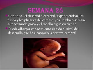 Semana 28
Continua , el desarrollo cerebral, expandiéndose los
surco y los pliegues del cerebro , así también se sigue
almacenando grasa y el cabello sigue creciendo
Puede albergar conocimiento debido al nivel del
desarrollo que ha alcanzado la corteza cerebral
 