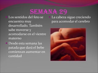 Semana 29
 