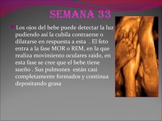Semana 33
Los ojos del bebe puede detectar la luz
pudiendo así la cubila contraerse o
dilatarse en respuesta a esta . El feto
entra a la fase MOR o REM, en la que
realiza movimiento oculares raido, en
esta fase se cree que el bebe tiene
sueño . Sus pulmones están casi
completamente formados y continua
depositando grasa
 
