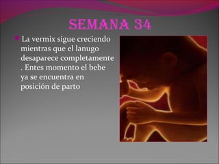 Semana 34
La vermix sigue creciendo
mientras que el lanugo
desaparece completamente
. Entes momento el bebe
ya se encuentra en
posición de parto
 