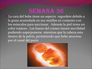 Semana 36
La cara del bebe tiene un aspecto regordete debido a
la grasa acumulada en sus mejillas en conjunto con
los músculos para succionar. Además la piel toma un
color rosáceo . Los hueso del cráneo tienen movilidad
pudiendo superponerse mientras que la cabeza esta
dentro de la pelvis, permitiendo que bebe atraviese
por el canal del parto
 