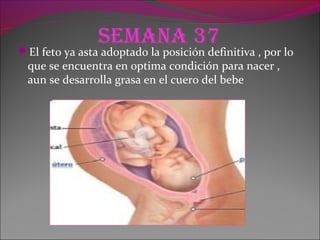 Semana 37
El feto ya asta adoptado la posición definitiva , por lo
que se encuentra en optima condición para nacer ,
aun se desarrolla grasa en el cuero del bebe
 