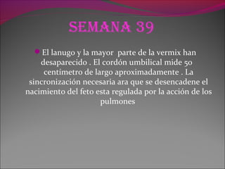 Semana 39
El lanugo y la mayor parte de la vermix han
desaparecido . El cordón umbilical mide 5o
centímetro de largo aproximadamente . La
sincronización necesaria ara que se desencadene el
nacimiento del feto esta regulada por la acción de los
pulmones
 