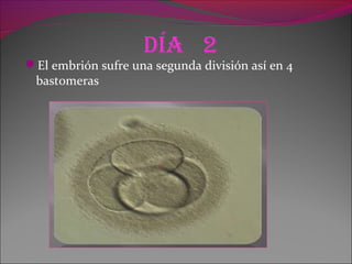 día 2
El embrión sufre una segunda división así en 4
bastomeras
 