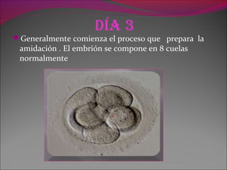 día 3
Generalmente comienza el proceso que prepara la
amidación . El embrión se compone en 8 cuelas
normalmente
 