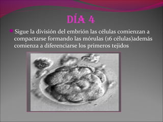 día 4
Sigue la división del embrión las células comienzan a
compactarse formando las mórulas (16 células)además
comienza a diferenciarse los primeros tejidos
 