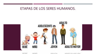ETAPAS DE LOS SERES HUMANOS.
etapas de los seres humanos.
 