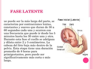 Que puede ser la más larga del parto, se caracteriza por contracciones lentas, constantes y suaves que duran de 30 a 60 segundos cada una y ocurren con una frecuencia que puede ir desde los 5 minutos hasta los 30 entre una y otra. Durante esta fase el cuello se adelgaza y dilata entre 2 y 5 centímetros. La cabeza del feto baja más dentro de la pelvis. Esta etapa tiene una duración promedio de 8 horas para primigestantes, pero puede ser significativamente más corta o más larga. 