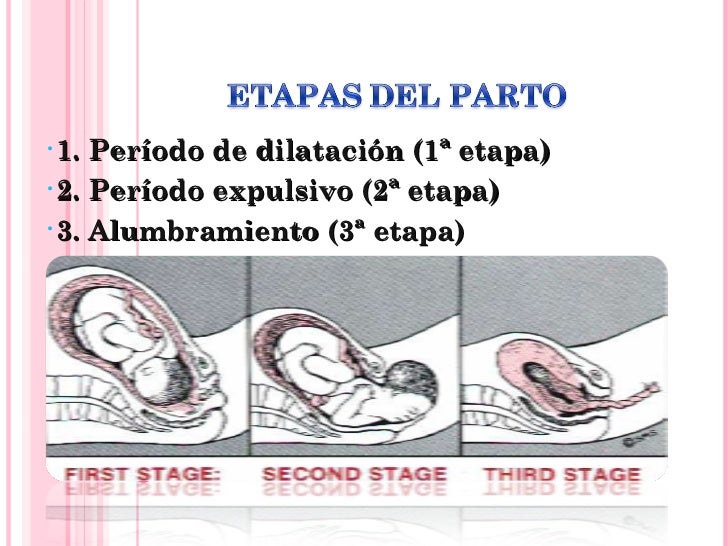 Etapas Del Parto