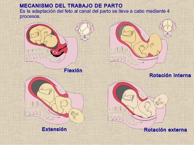 Etapas Del Parto : ¿Cuáles son las etapas del trabajo de parto? – HQZC