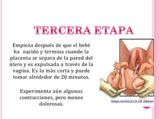 Empieza después de que el bebé
ha nacido y termina cuando la
placenta se separa de la pared del
útero y es expulsada a través de la
vagina. Es la más corta y puede
tomar alrededor de 20 minutos.
Experimenta aún algunas
contracciones, pero menos
dolorosas.
 