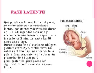 Que puede ser la más larga del parto,
se caracteriza por contracciones
lentas, constantes y suaves que duran
de 30 a 60 segundos cada una y
ocurren con una frecuencia que puede
ir desde los 5 minutos hasta los 30
entre una y otra.
Durante esta fase el cuello se adelgaza
y dilata entre 2 y 5 centímetros. La
cabeza del feto baja más dentro de la
pelvis. Esta etapa tiene una duración
promedio de 8 horas para
primigestantes, pero puede ser
significativamente más corta o más
larga.
 