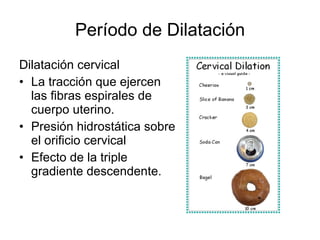 Período de Dilatación <ul><li>Dilatación cervical </li></ul><ul><li>La tracción que ejercen las fibras espirales de cuerpo...