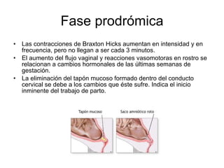 Fase prodrómica <ul><li>Las contracciones de Braxton Hicks aumentan en intensidad y en frecuencia, pero no llegan a ser ca...