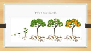 Evidencia de las etapas de un árbol
 
