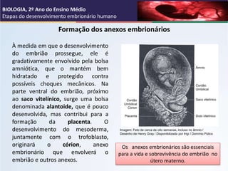 Formação dos anexos embrionários
À medida em que o desenvolvimento
do embrião prossegue, ele é
gradativamente envolvido pe...