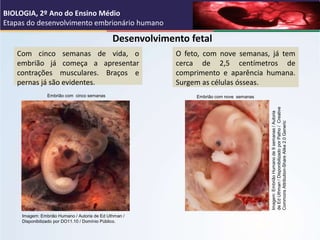 Desenvolvimento fetal
Com cinco semanas de vida, o
embrião já começa a apresentar
contrações musculares. Braços e
pernas j...