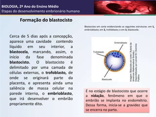 Formação do blastocisto
Cerca de 5 dias após a concepção,
aparece uma cavidade contendo
líquido em seu interior, a
blastoc...