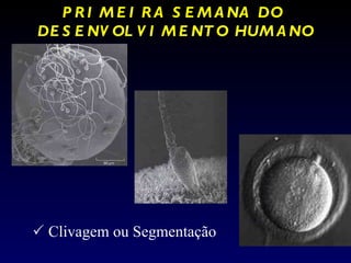 PRIMEIRA SEMANA DO  DESENVOLVIMENTO HUMANO    Clivagem ou Segmentação 