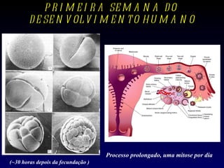 PRIMEIRA SEMANA DO  DESENVOLVIMENTO HUMANO (~30 horas depois da fecundação )   Processo prolongado, uma mitose por dia   