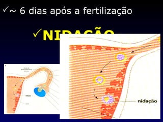 ~ 6 dias após a fertilização  NIDAÇÃO  