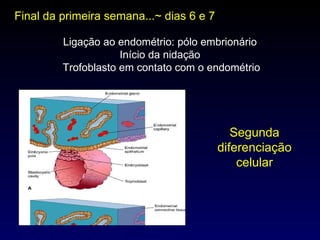 Final da primeira semana...~ dias 6 e 7 Segunda diferenciação celular Ligação ao endométrio: pólo embrionário Início da nidação Trofoblasto em contato com o endométrio 