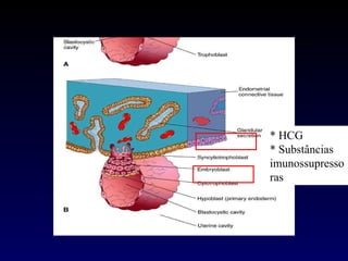 * HCG * Substâncias imunossupressoras 