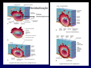 Decidualização Fatores imunossupressores 