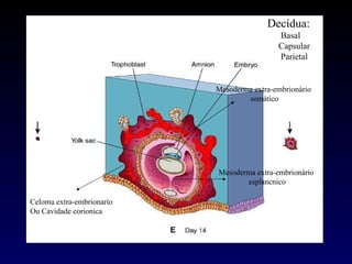 Mesoderma extra-embrionário  somático Mesoderma extra-embrionário  esplancnico Celoma extra-embrionario Ou Cavidade corionica Decídua: Basal Capsular Parietal 