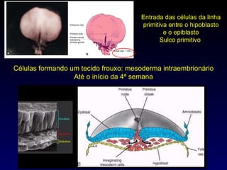 Entrada das células da linha primitiva entre o hipoblasto e o epiblasto Sulco primitivo  Células formando um tecido frouxo: mesoderma intraembrionário Até o início da 4ª semana 