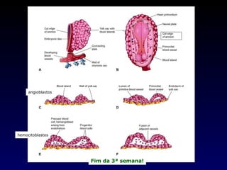 angioblastos hemocitoblastos Fim da 3ª semana! 