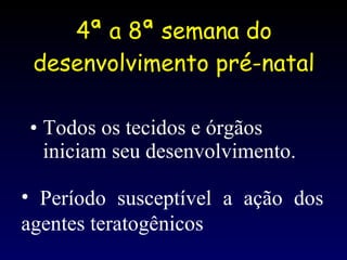 4ª a 8ª semana do desenvolvimento pré-natal Todos os tecidos e órgãos iniciam seu desenvolvimento. Período susceptível a ação dos agentes teratogênicos 
