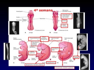 Neuróporo anterior fechado Embrião em C Brotamento membro anterior Cauda 4ª semana Brotamento membro posterior 