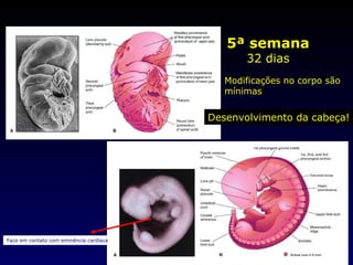 5ª semana 32 dias Modificações no corpo são mínimas Desenvolvimento da cabeça! Face em contato com eminência cardíaca 