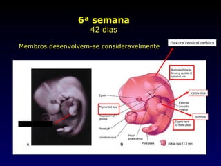 6ª semana 42 dias Membros desenvolvem-se consideravelmente punhos cotovelos Mãos em forma de pá Flexura cervical cefálica 