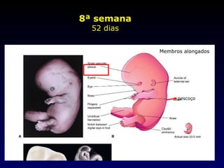 8ª semana 52 dias Membros alongados pescoço 