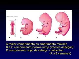 A maior comprimento ou cmprimento máximo B e C comprimento  Crown-rump (vértice-nádegas) D comprimento topo da cabeça – calcanhar  (7 a 8 semanas) Comprimento máximo Cálculo de idade embrionária 