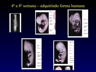 4ª a 8ª semana – adquirindo forma humana 