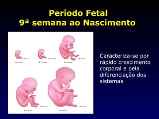 Período Fetal 9ª semana ao Nascimento   Caracteriza-se por rápido crescimento corporal e pela diferenciação dos sistemas 