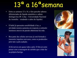 13ª a 16ªsemana Entre as semanas 13 e 16, o feto percebe sabores diferenciados do líquido amniótico e sabem distinguí-los (W. Liley – Universidade Nacional da Austrália – mudando o sabor do líquido) O bebê já apresenta sensibilidade à luz, a atividade motora aumenta em resposta a estímulo luminoso através da parede abdominal da mãe. Boa parte das células nervosas já está formada e transmite impulsos nervosos, como os produzidos pelo tato e pela audição. Já há nervos em quase toda a pele. O feto já sente prazer com a massagem de carinho que a mãe faz na própria barriga. 