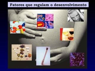 Fatores que regulam o desenvolvimento 
