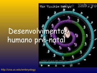 http://cna.uc.edu/embryology Desenvolvimento humano pré-natal 