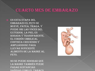CUARTO MES DE EMBARAZOEn esta etapa del embarazo el feto se mueve, patea, traga, y puede oír las voces del exterior. La piel es rosada y transparente. El cordón umbilical continúa creciendo y ampliándose para llevar suficiente alimento de la madre al feto. No se puede ignorar que la madre también puede pasar sustancias dañinas como el tabaco, el alcohol y otras drogas. La placenta está completamente formada. Para el final del 4º mes, el feto mide aproximadamente 15 cm. y pesa 93 gr. 