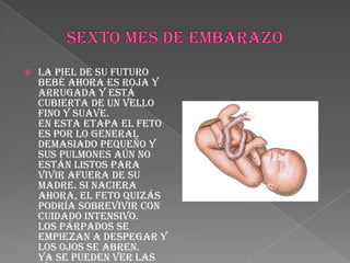 SEXTO MES DE EMBARAZOLa piel de su futuro bebé ahora es roja y arrugada y está cubierta de un vello fino y suave.En esta etapa el feto es por lo general demasiado pequeño y sus pulmones aún no están listos para vivir afuera de su madre. Si naciera ahora, el feto quizás podría sobrevivir con cuidado intensivo.Los párpados se empiezan a despegar y los ojos se abren.Ya se pueden ver las líneas de los dedos de las manos y de los pies. El feto continúa su rápido crecimiento. Al final del 6º mes, el feto mide 30 cm y pesa 640 gr. 