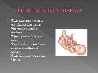 SEPTIMO MES DEL EMBARAZOEl feto puede abrir y cerrar los ojos, chupar el dedo y llorar.Hace ejercicio pateando y estirándose.El feto responde a la luz y al sonido.Si naciera ahora, el feto tendría una buena probabilidad de sobrevivir.El feto ahora mide 40 cm y pesa 1.200 gr