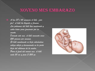 NOVENO MES EMBARAZOA las 38 ó 40 semanas el bebe, ¡por fin!, el bebé ha llegado a término.Los pulmones del bebé han madurado y están listos para funcionar por su cuenta.Durante este mes, el bebé aumenta como 250 gramos por semana.El bebé usualmente se baja colocándose cabeza abajo y descansando en la parte baja del abdomen de la madre.Para el final del noveno mes, el bebé mide 50 cm y pesa 3.200 gr.