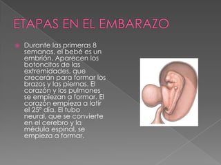 ETAPAS EN EL EMBARAZO Durante las primeras 8 semanas, el bebé es un embrión. Aparecen los botoncitos de las extremidades, que crecerán para formar los brazos y las piernas. El corazón y los pulmones se empiezan a formar. El corazón empieza a latir el 25º día. El tubo neural, que se convierte en el cerebro y la médula espinal, se empieza a formar.  