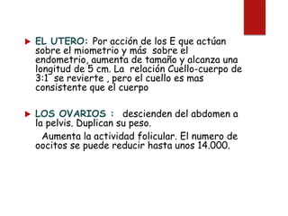  EL UTERO: Por acción de los E que actúan
sobre el miometrio y más sobre el
endometrio, aumenta de tamaño y alcanza una
longitud de 5 cm. La relación Cuello-cuerpo de
3:1 se revierte , pero el cuello es mas
consistente que el cuerpo
 LOS OVARIOS : descienden del abdomen a
la pelvis. Duplican su peso.
Aumenta la actividad folicular. El numero de
oocitos se puede reducir hasta unos 14.000.
 